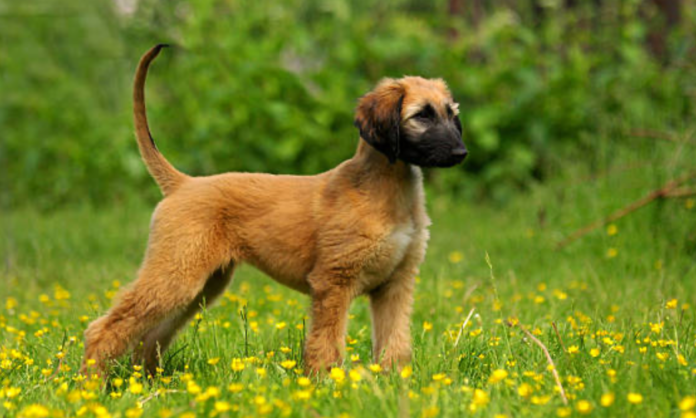 The Afador: A Unique Blend of Afghan Hound and Labrador Retriever